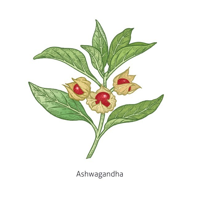 Ashwagandha zur natürlichen Therapie von Hypothyreose